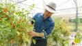 Organic tomatoes in her garden.