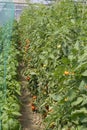 Organic tomatoes in hothouse Royalty Free Stock Photo