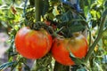 Organic tomatoes plant in the garden, bio gardening