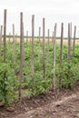 Organic tomatoes ripening in a garden