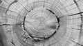 Organic Tree Rings: Detailed Black and White Texture of a Cut Felled Tree Trunk or Stump with Warm Gray Tones Royalty Free Stock Photo