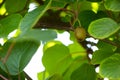 An organic tree with sweet and ripe green kiwi in the orchard. The beautiful fruit tree on the natural background. Fresh and juicy Royalty Free Stock Photo