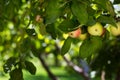 An organic tree with sweet and ripe red and green apples in the orchard. The beautiful fruit tree on the natural background. Fresh Royalty Free Stock Photo