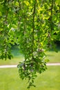 An organic tree with sweet and ripe red and green apples in the orchard. The beautiful fruit tree on the natural background. Fresh Royalty Free Stock Photo