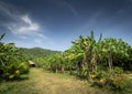 Organic tropical fruit farm plantation scenic view near kampot cambodia