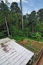 Organic tropical hill slope garden next to forest.