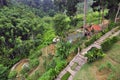 Organic tropical hill slope garden with walk-way path and a small fish pond next to forest in