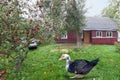 Organic turkey and duck in green grass back yard farm rustic house building background Royalty Free Stock Photo