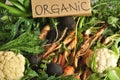 Organic vegetables black turnips, cauliflower, carrots, kale