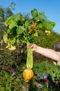 Organic Turnip Pulled From Garden