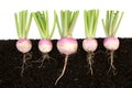 Organic Turnip Root Vegetables Growing in Soil Royalty Free Stock Photo