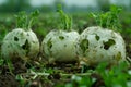 Organic Turnips Growing in Fertile Soil on a Sustainable Farm during the Early Morning Light