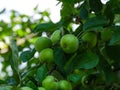 Organic unripe green apples hanging on an apple tree branch Royalty Free Stock Photo