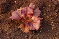 Lettuce and red cabbage seedlings Royalty Free Stock Photo