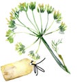 Organic vegetable dill fennel. watercolor illustration