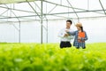 Organic vegetable farm,asian couple farmers inspect organic vegetables in the farm, vegetable salad, vegetable farm for commercial