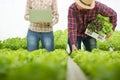 Organic vegetable farm, asian woman farmers inspect organic vegetables in the farm, vegetable salad, vegetable farm for commercial