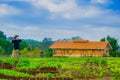 Organic vegetable farm in the morning, fresh, healthy