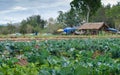 Organic vegetable farm