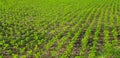 Organic vegetable farm. Row of green field or Agricultural area. Royalty Free Stock Photo