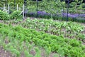 Organic vegetable and fruit allotment in summer Royalty Free Stock Photo