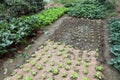 Organic vegetable garden