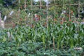 Organic vegetable garden.