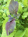 Organic vegetable garden, close-up of green and purple leave
