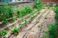 Organic vegetable garden with drip irrigation Royalty Free Stock Photo