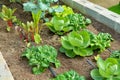 Organic vegetable garden with drip irrigation