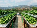 Organic vegetable garden,Home organic garden Royalty Free Stock Photo