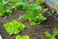 Organic vegetable garden with irrigation Royalty Free Stock Photo