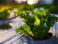 Organic vegetable garden with light background