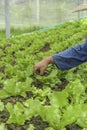 Organic vegetable,green salad bowl lettuce in plots for healthy food Royalty Free Stock Photo