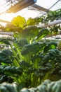 Organic vegetable in greenhouse