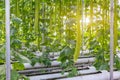 Organic vegetable in greenhouse