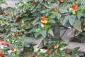 Organic vegetable in greenhouse