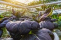 Organic vegetable in greenhouse