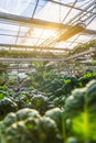 Organic vegetable in greenhouse