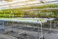 Organic vegetable in greenhouse