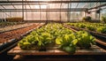 Organic vegetable growth in greenhouse industry indoors generated by AI