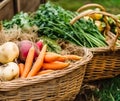 Organic vegetable harvest in a basket from the countryside garden. Generative AI Royalty Free Stock Photo