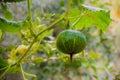 Organic vegetable home grown pumpkin, watermelon ripening in garden, fresh harvest Royalty Free Stock Photo