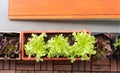Organic vegetable in orange plastic pot or home planting