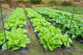 Organic vegetable planation in the village area Royalty Free Stock Photo