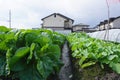 Organic vegetable planation in the village area Royalty Free Stock Photo