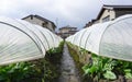 Organic vegetable planation in the village area Royalty Free Stock Photo