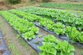 Organic vegetable planation in the village area Royalty Free Stock Photo