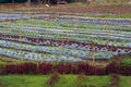 Organic vegetable plots