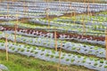 Organic vegetable plots